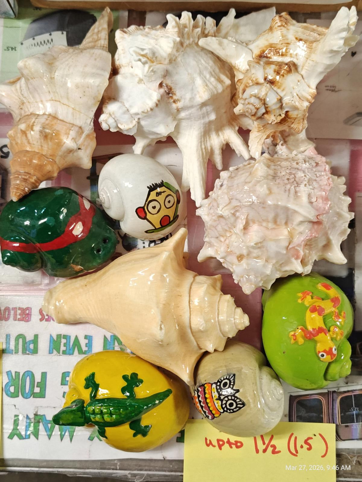 Hermit crab Shells solid 1.5 FANCY inch Assorted 10 Pack