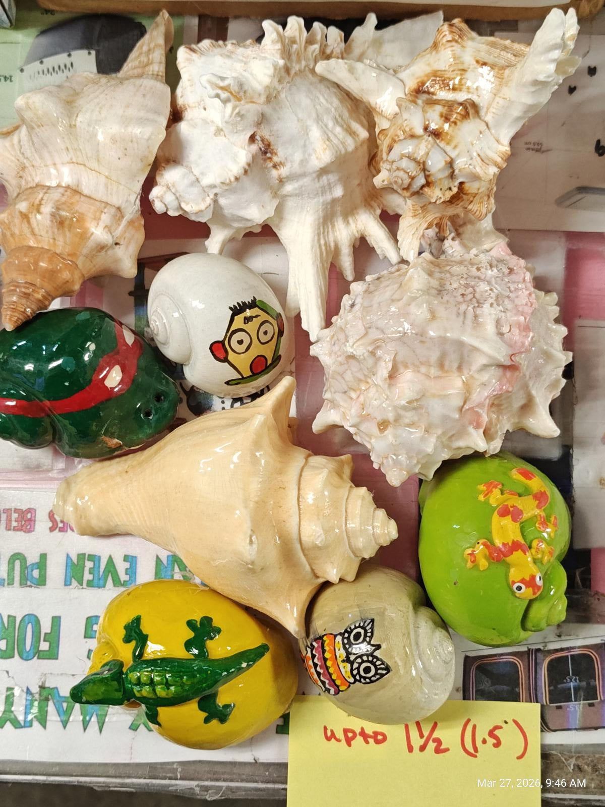 Hermit crab Shells solid 1.5 FANCY inch Assorted 10 Pack