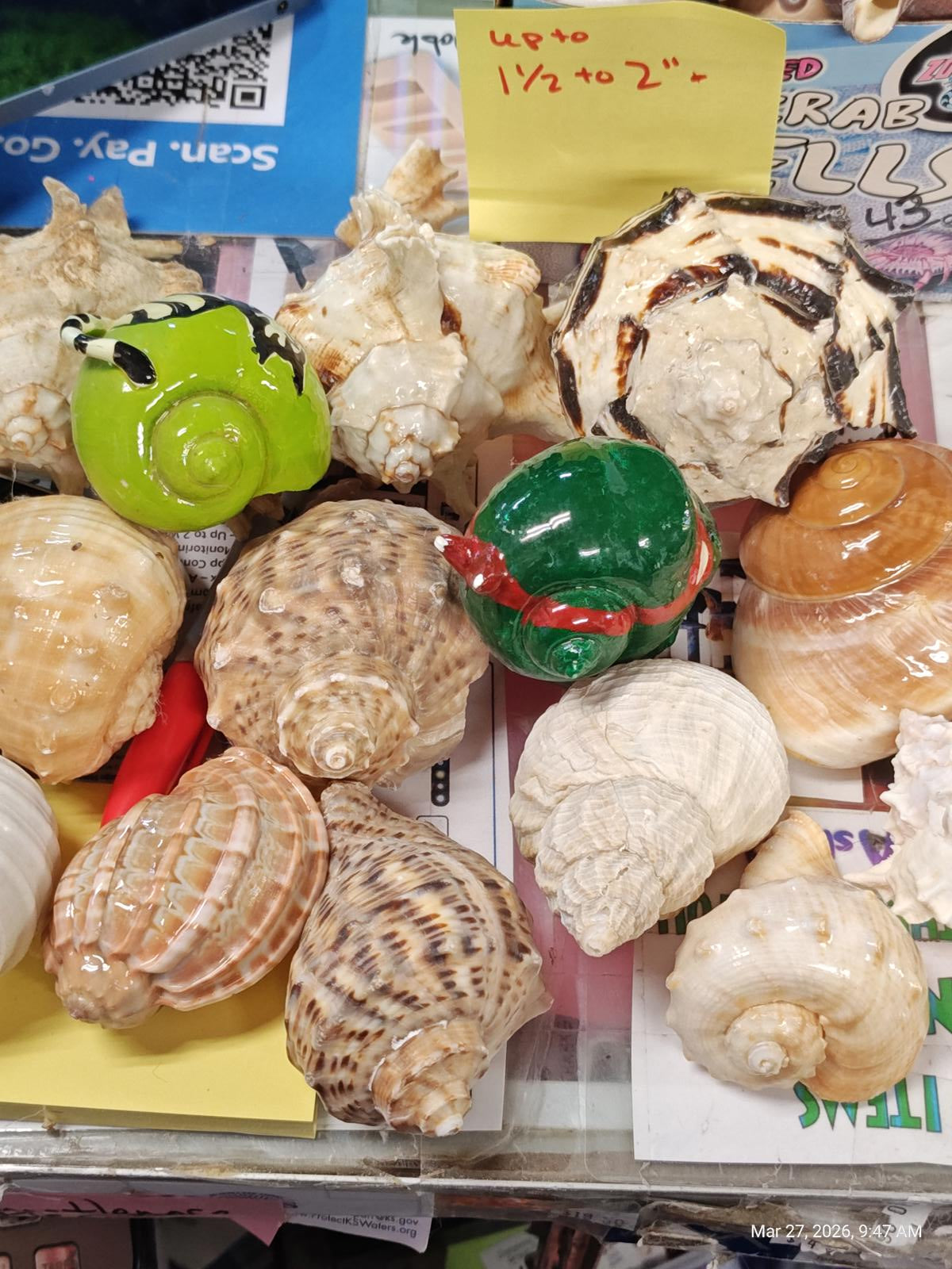 Hermit crab Shells 2 to 2.5 FANCY/Mix inch Assorted 10 Pack