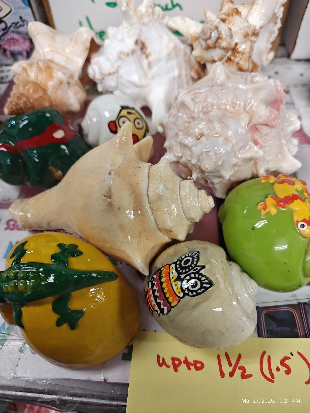 Hermit crab Shells solid 1.5 FANCY inch Assorted 10 Pack