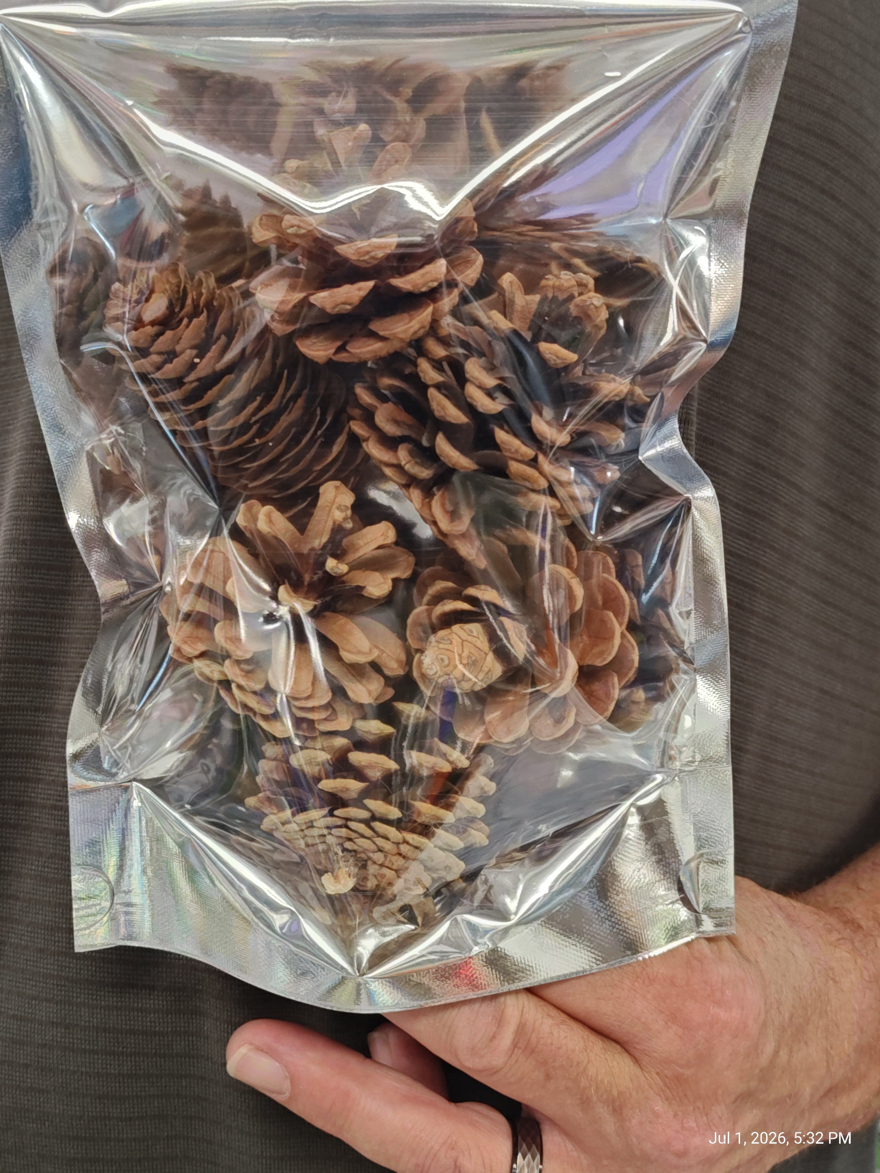 Pine cone Treat/Chews Perfect Rodent & Bird Chews 6 pack