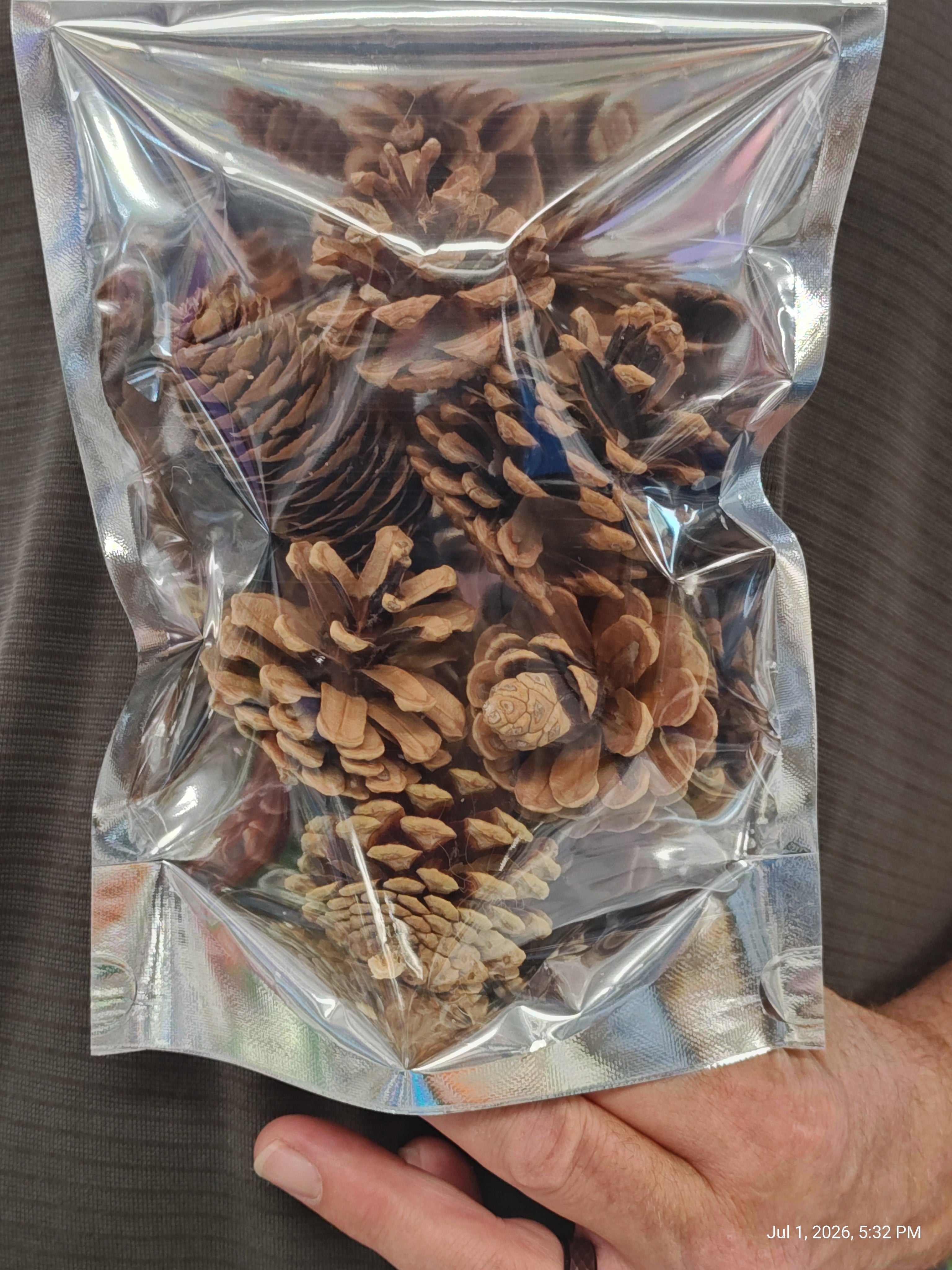 Pine cone Treat/Chews Perfect Rodent & Bird Chews 6 pack