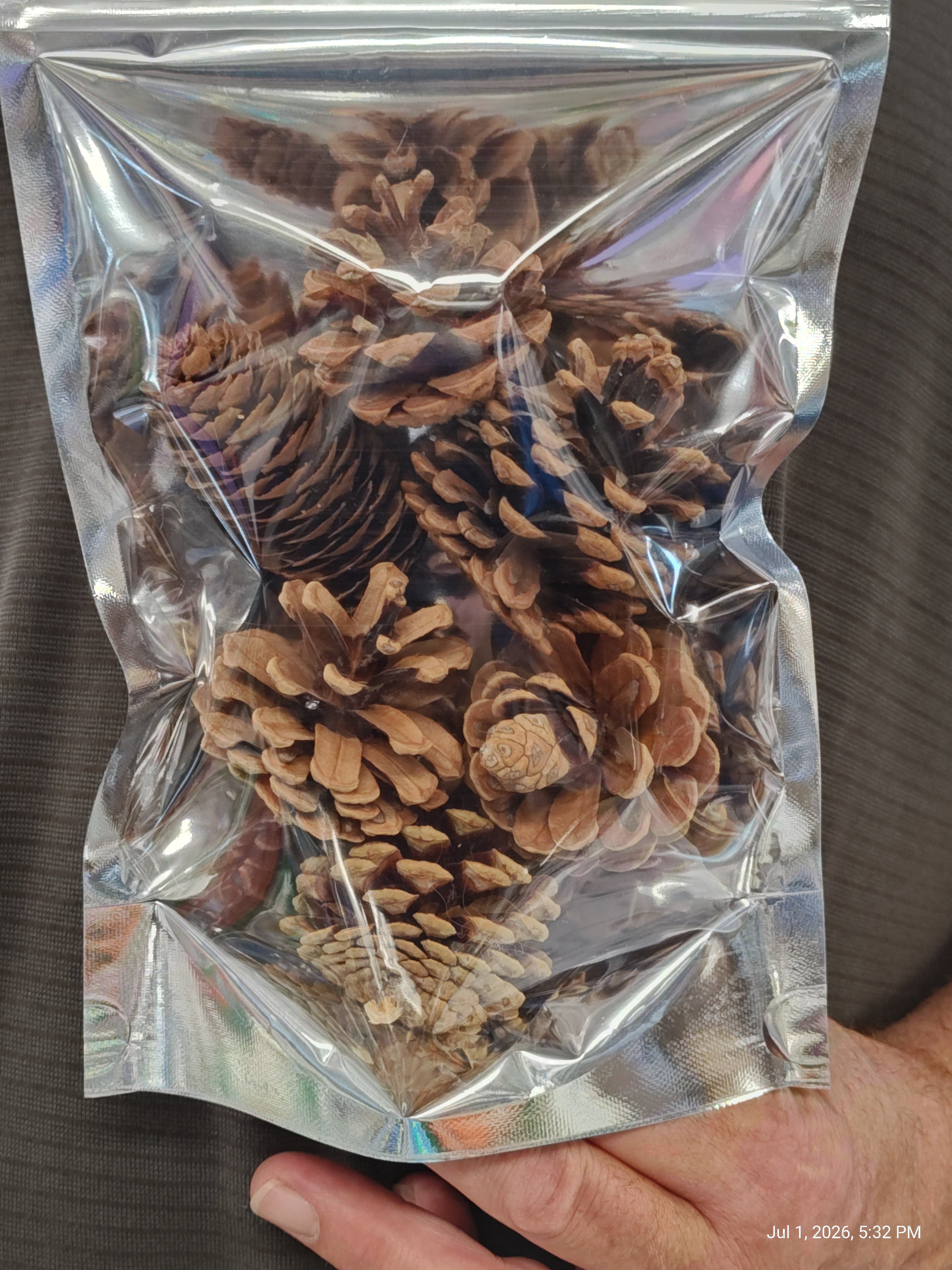 Pine cone Treat/Chews Perfect Rodent & Bird Chews 6 pack