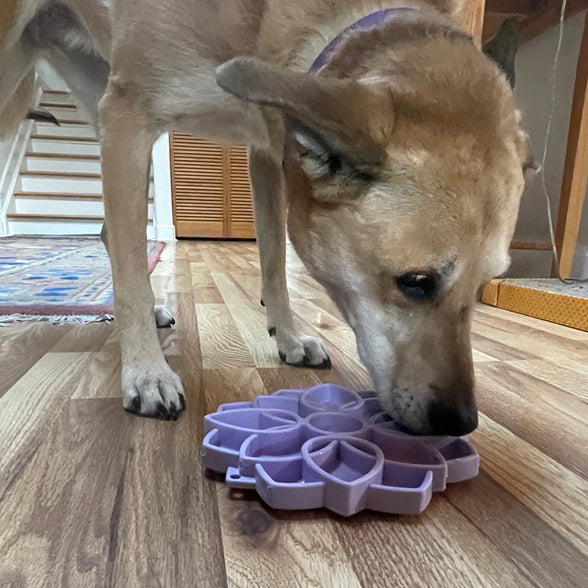 Mandala Softie eTray Shallow Slow Feeder Dog Bowl with Suction Cups |  USA Made