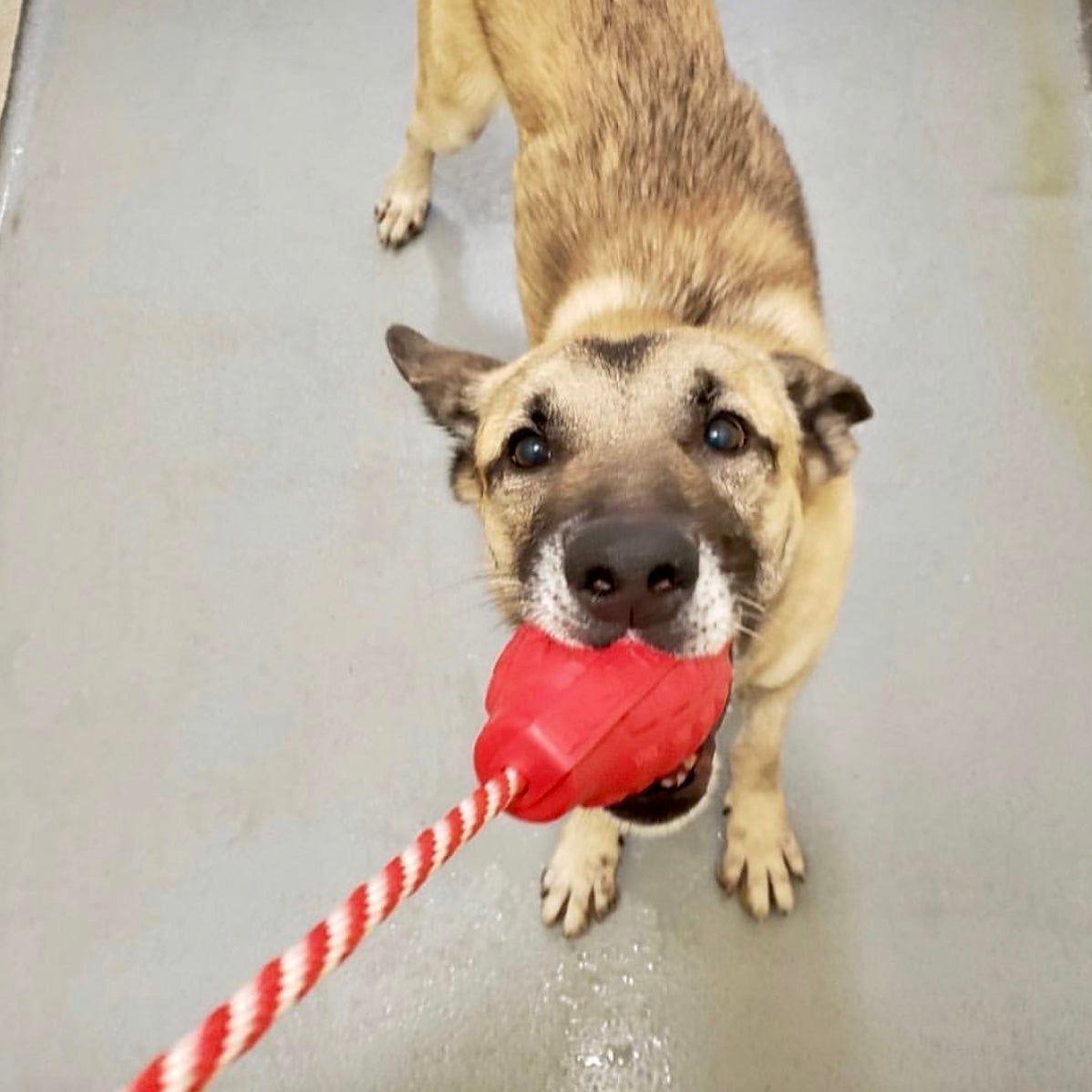 USA-K9 Grenade Rubber Dog Chew Toy | K9 Handler Reward Toy | USA Made