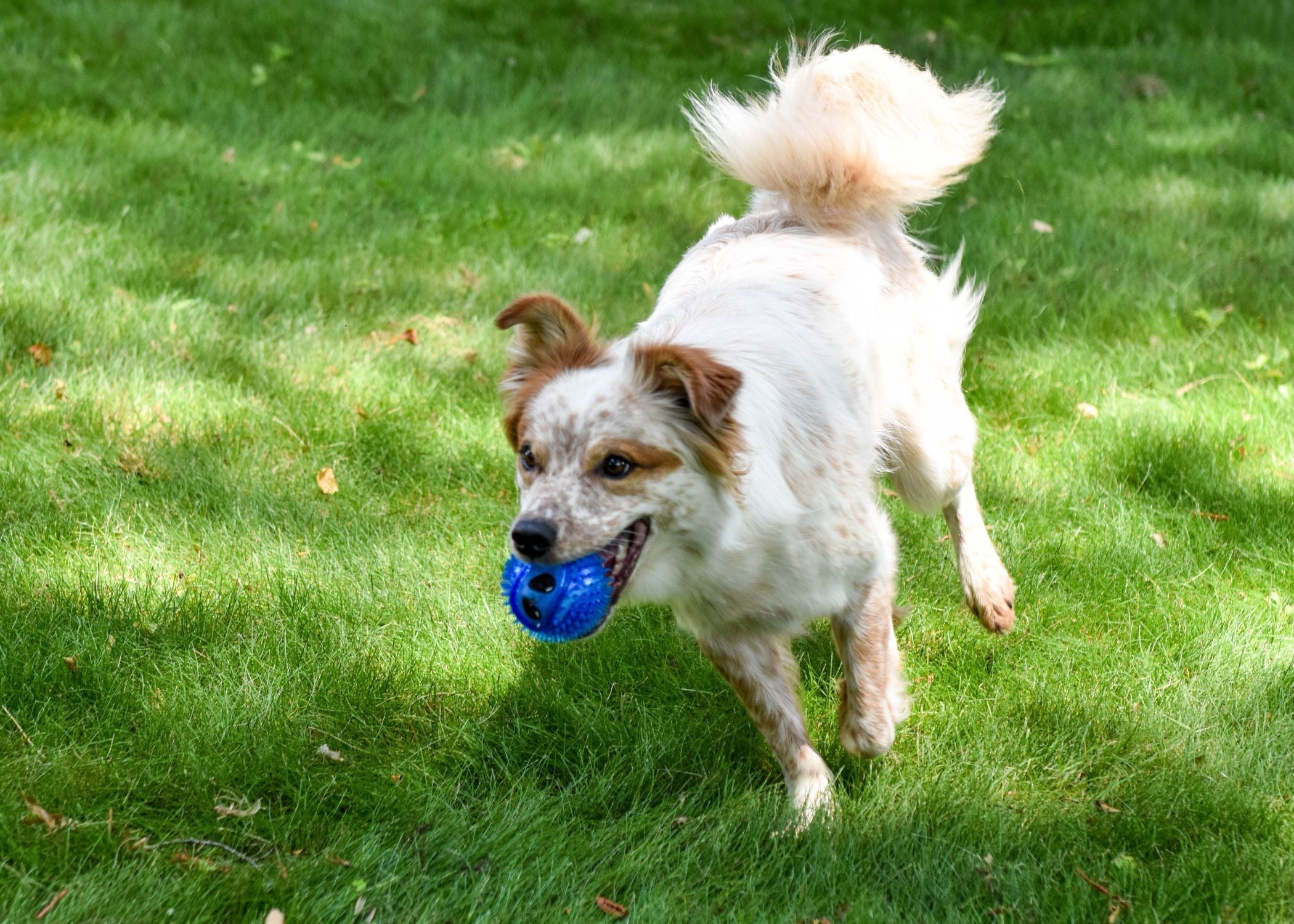 Multipet Alien Tennis Balls w/ TPR 2.5" Assorted Dog Toy