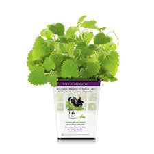 Pet Greens All Natural Live Catnip