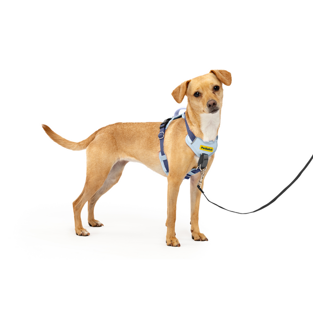 Petsafe Dog Easy Walk Comfort Harness, Blue