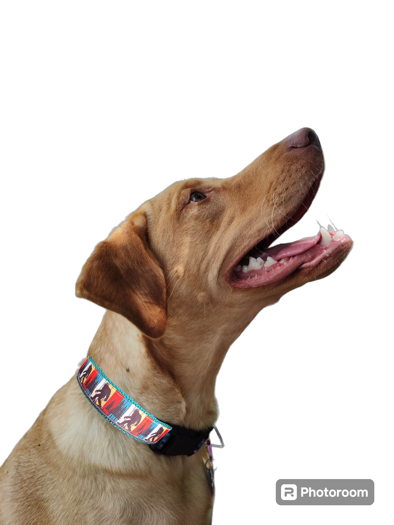 Bigfoot Sasquatch Black Nylon Dog Collar MD, LG, XL, Leash