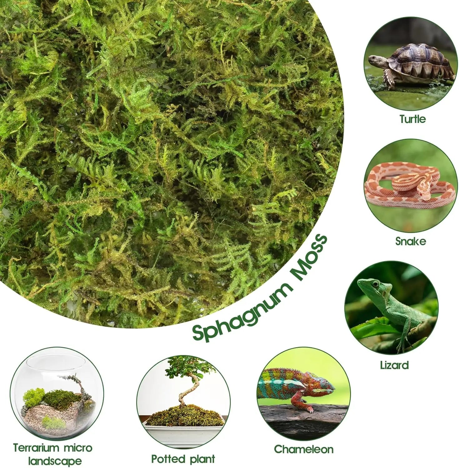14OZ Natural Sphagnum Moss for Reptiles, Terrarium Bedding & Substrate for Snakes, Gecko, Frogs (50QT)