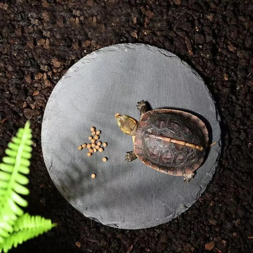 Natural Slate Reptile Basking Platform for Bearded Dragon, Lizard, Gecko Habitat Decor