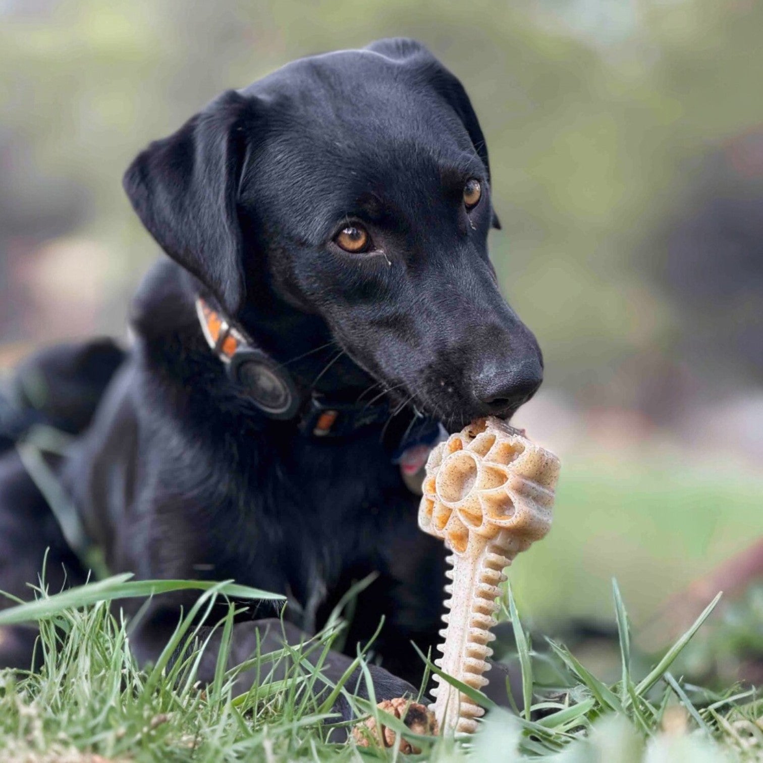 Honey Bone Dental Flower Tower - Indestructible Nylon Dog Chew Toy XL | USA