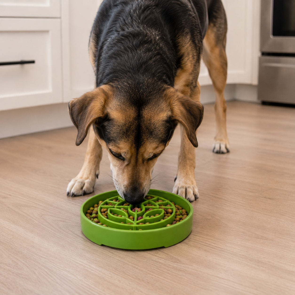 Garden Design eTray - Shallow Slow Feeder Dog Bowl for Enrichment | USA