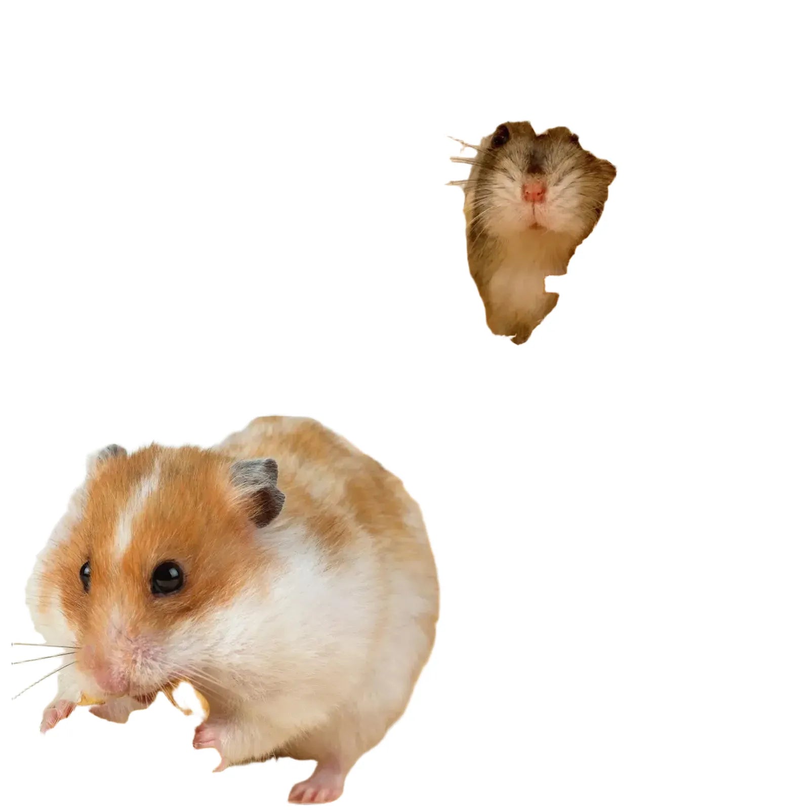 Silent Iron Hamster Exercise Wheel with Stand - Quiet Running