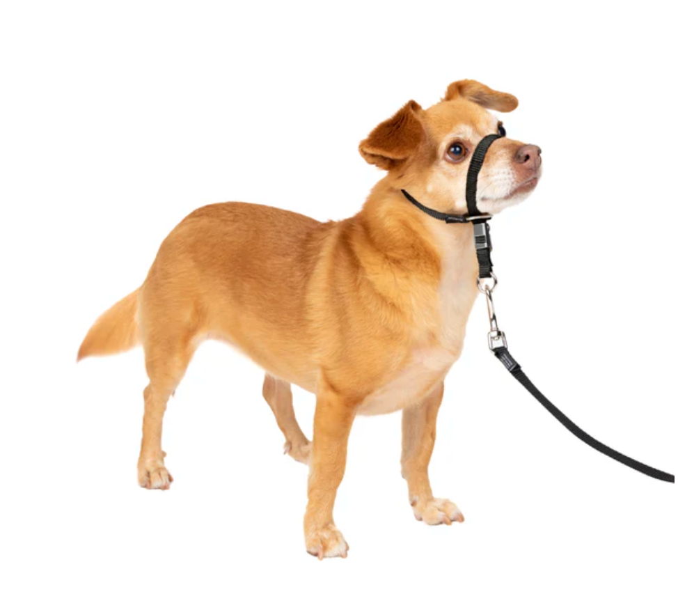 Petsafe Gentle Leader® Headcollar, No-Pull Dog Collar Black Small