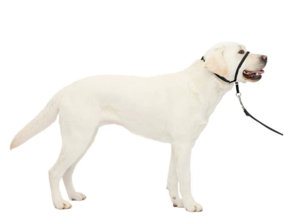 Petsafe Gentle Leader® Headcollar, No-Pull Dog Collar Black Large