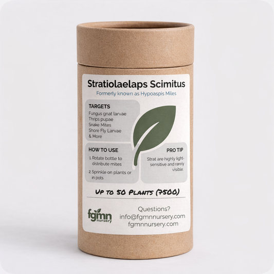Stratiolaelaps Scimitus Predatory Mites - Biological Pest Control