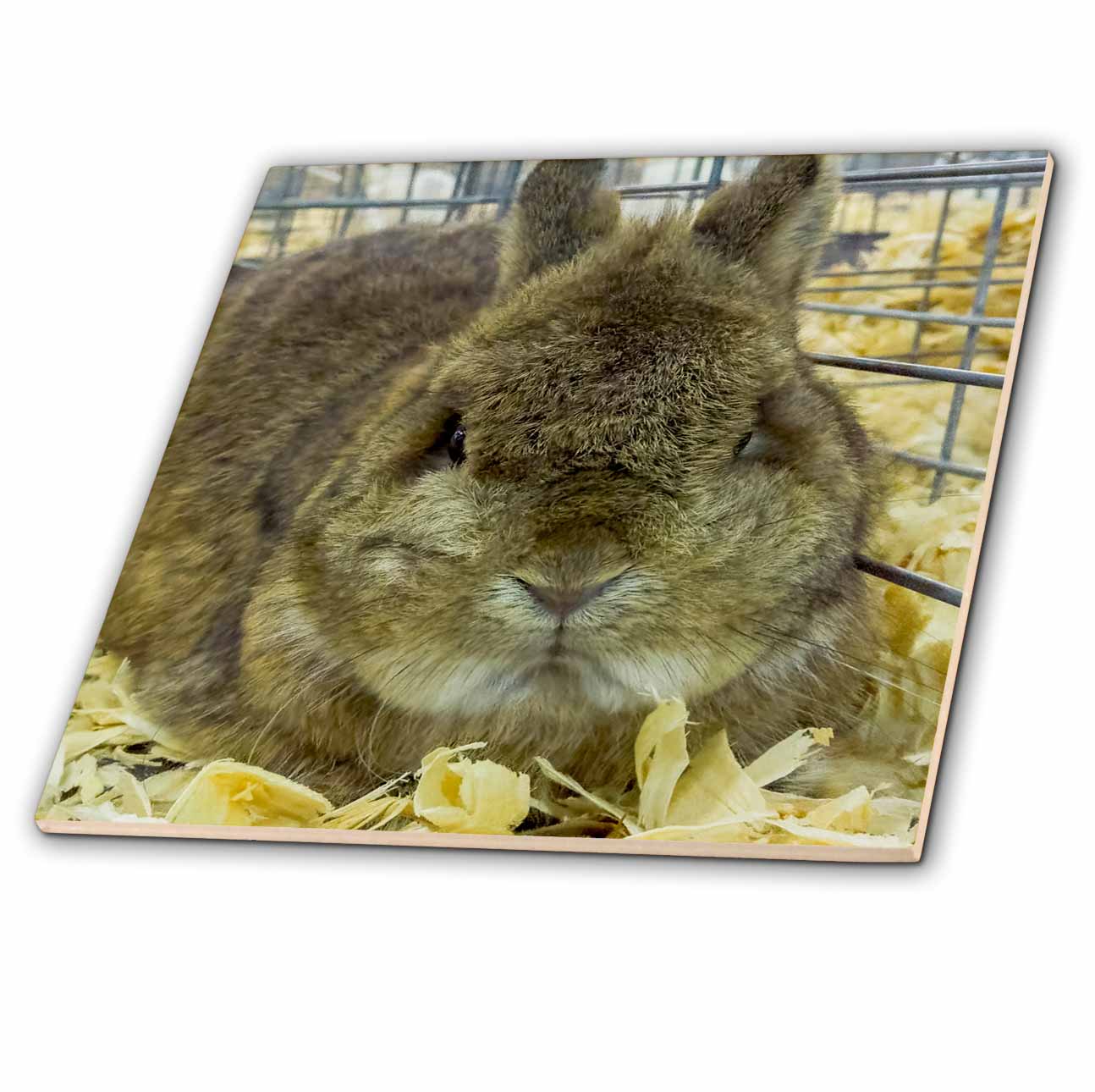 3dRose USA, Indiana, Indianapolis. Portrait of Caged Rabbit. - Tiles (ct_331444)