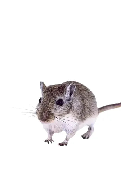 Gerbil: An Owner's Guide to a Happy Healthy Pet - Hardcover