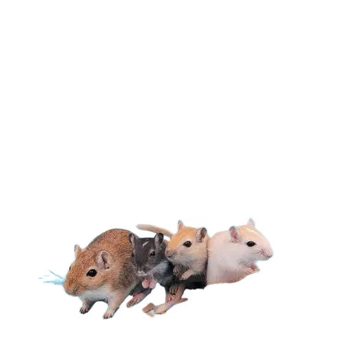 A Kid's Guide to Gerbil Care by Donna Anastasi - Paperback