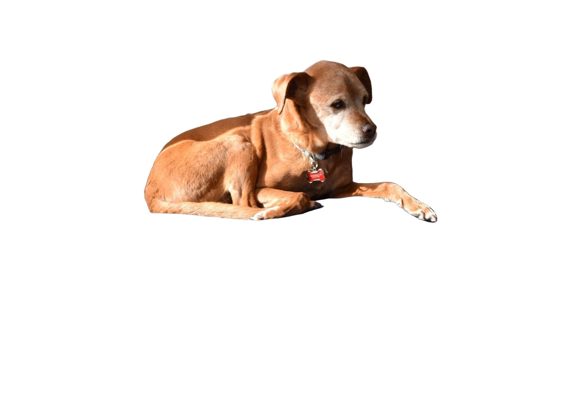 Hemp Dog Bed - Organic Natural Latex Foam Fill Orthopedic Support