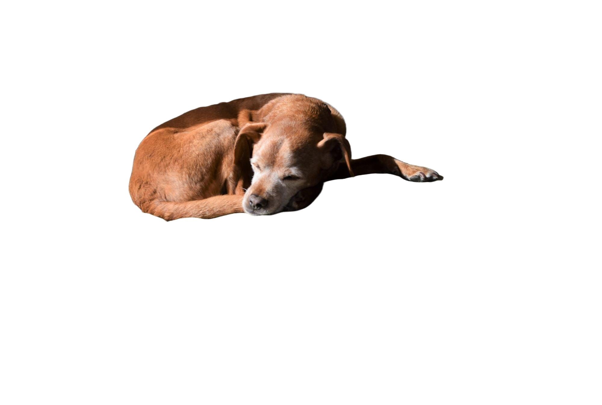 Hemp Dog Bed - Organic Natural Latex Foam Fill Orthopedic Support