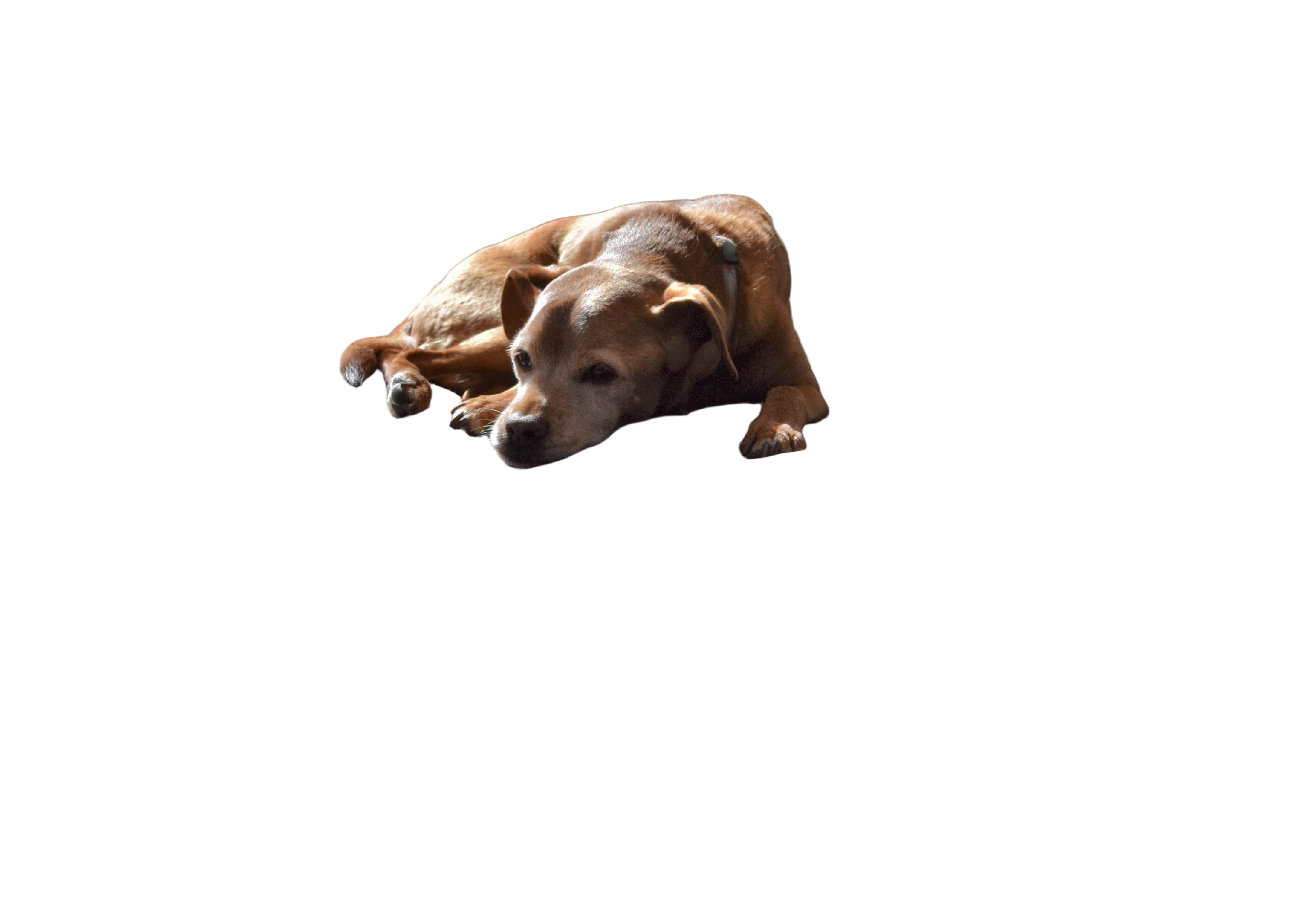 Hemp Dog Bed - Organic Natural Latex Foam Fill Orthopedic Support