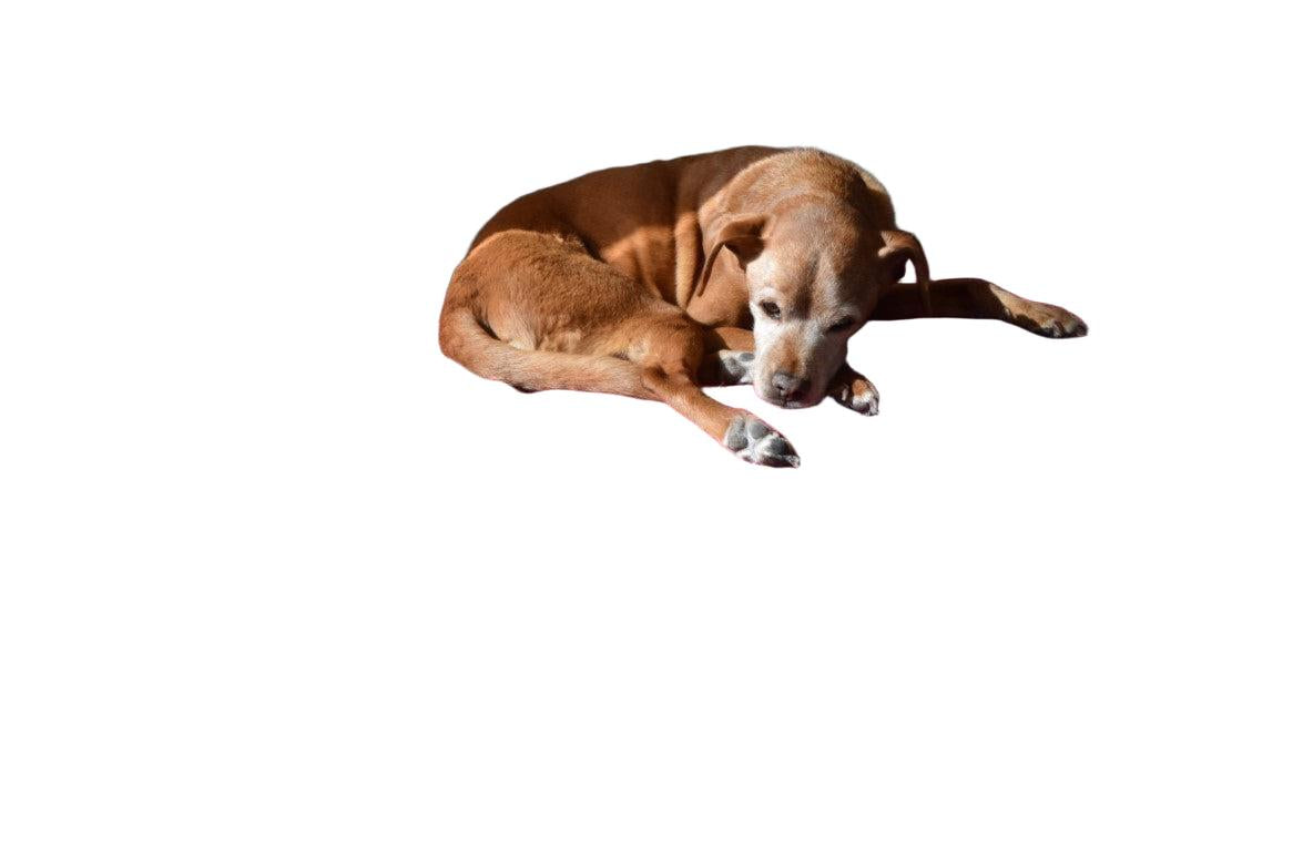 Hemp Dog Bed - Organic Natural Latex Foam Fill Orthopedic Support