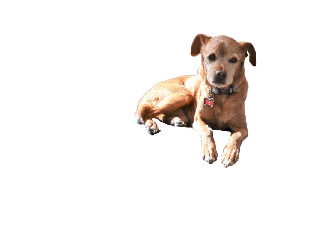 Hemp Dog Bed - Organic Natural Latex Foam Fill Orthopedic Support