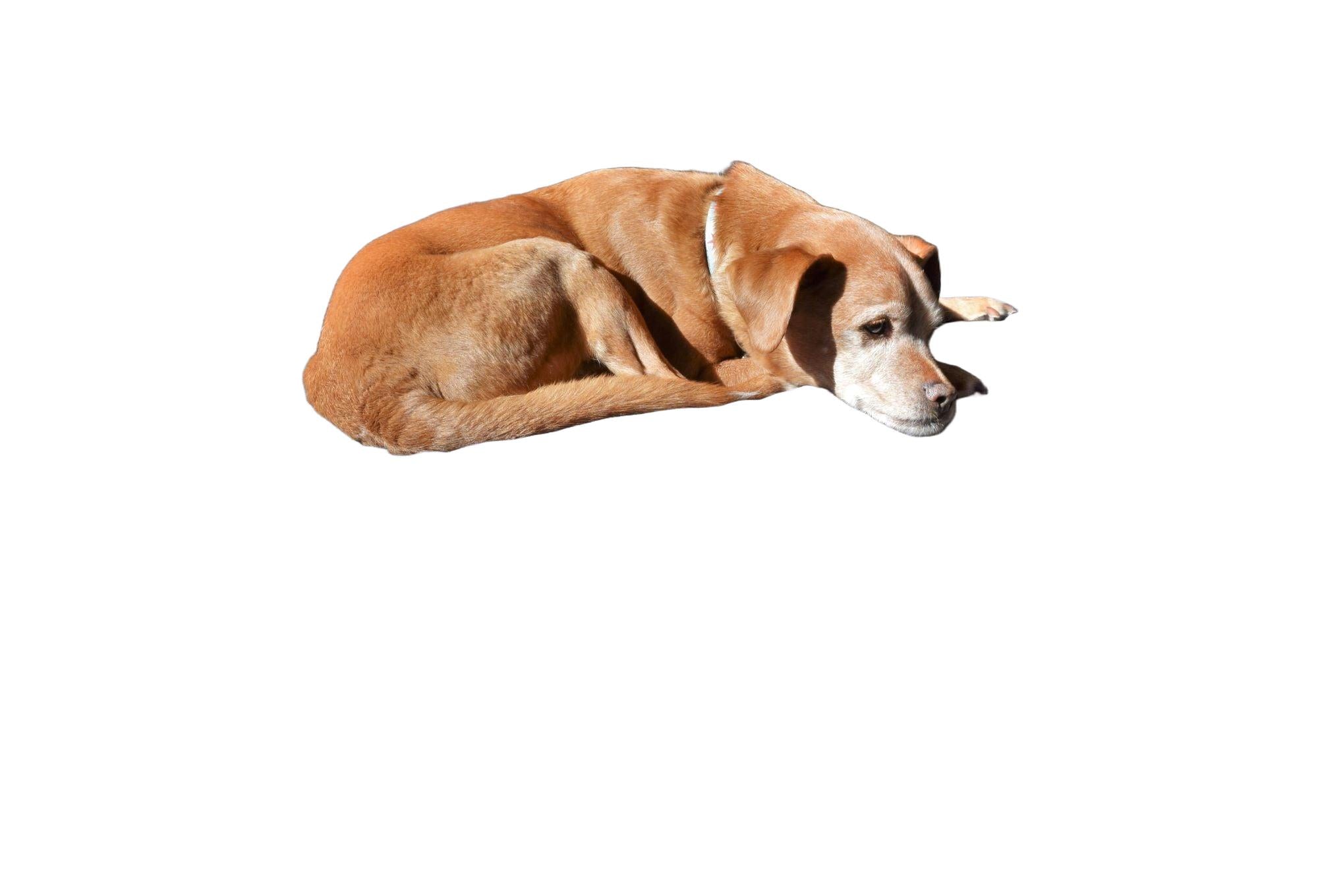 Hemp Dog Bed - Organic Natural Latex Foam Fill Orthopedic Support
