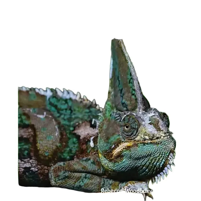 Reptiles by Rebecca Woodbury - Paperback Book