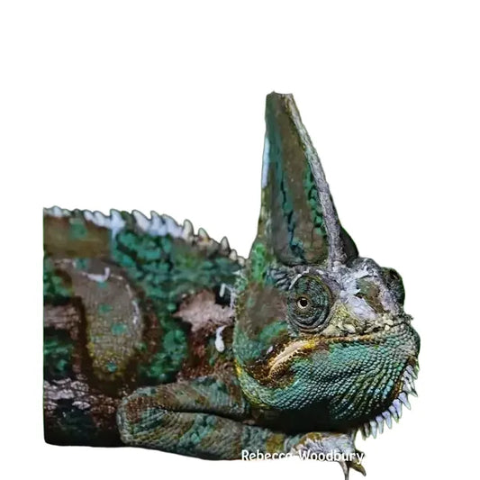 Reptiles by Rebecca Woodbury - Paperback Book