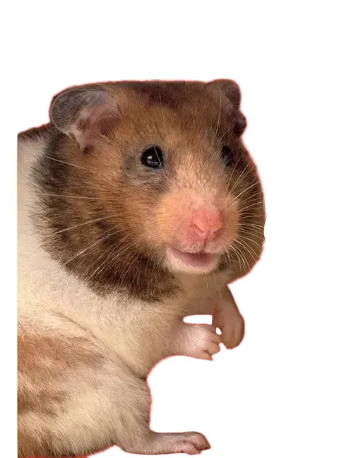 Curious about Hamsters by M. K. Osborne - Paperback 24 Pages