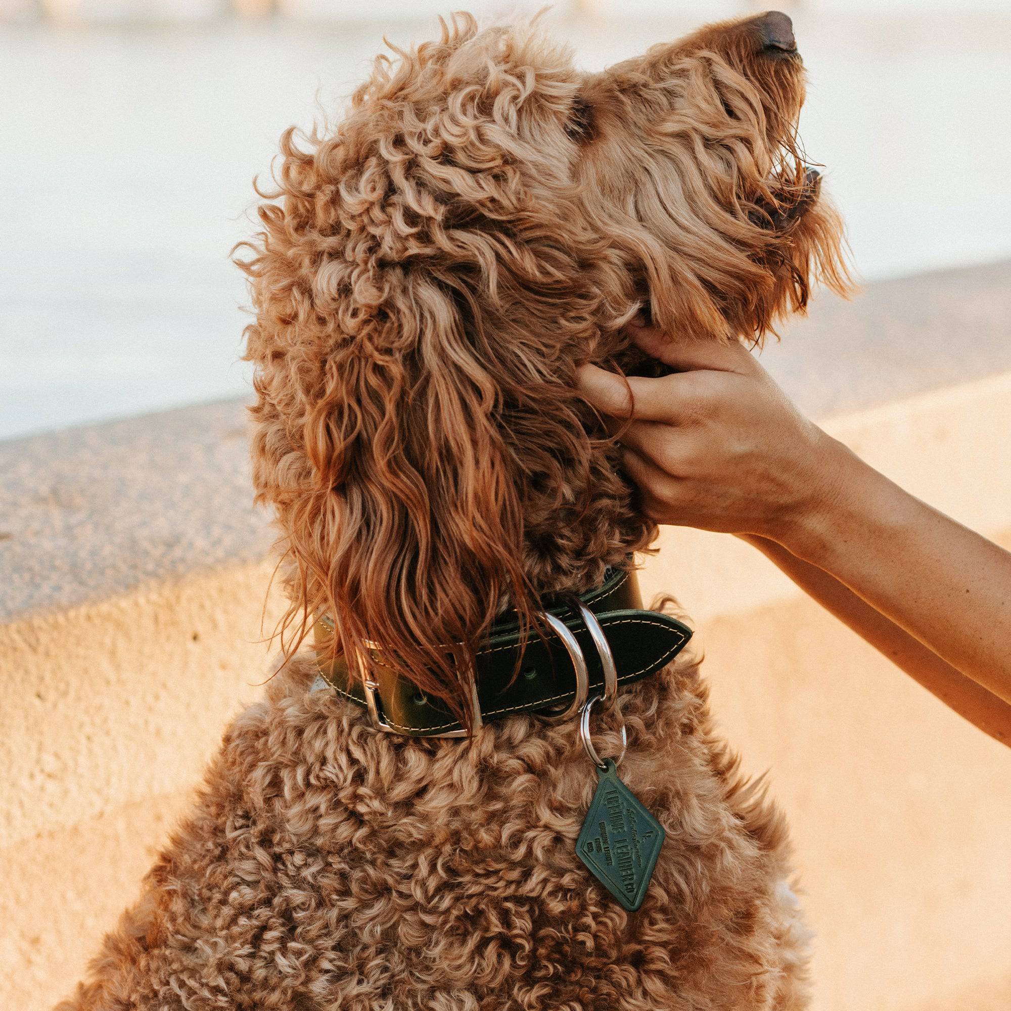 Leather Dog Collar - Designer