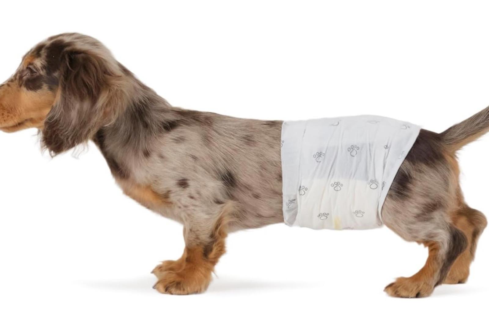 Male Dog Wraps, Disposable - Small Pack of 30 count