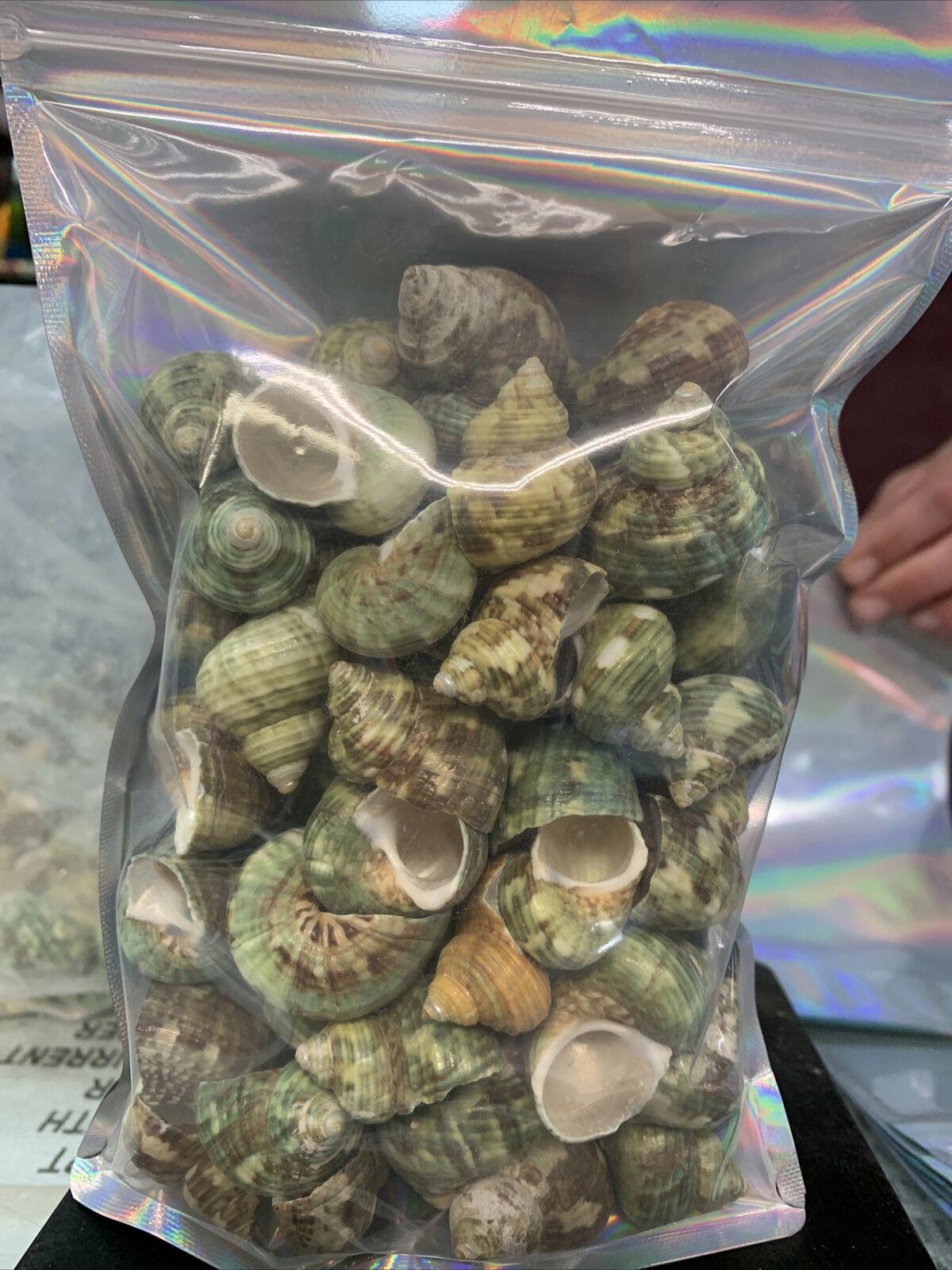 Aquarium Shell Decor  8 Pounds
