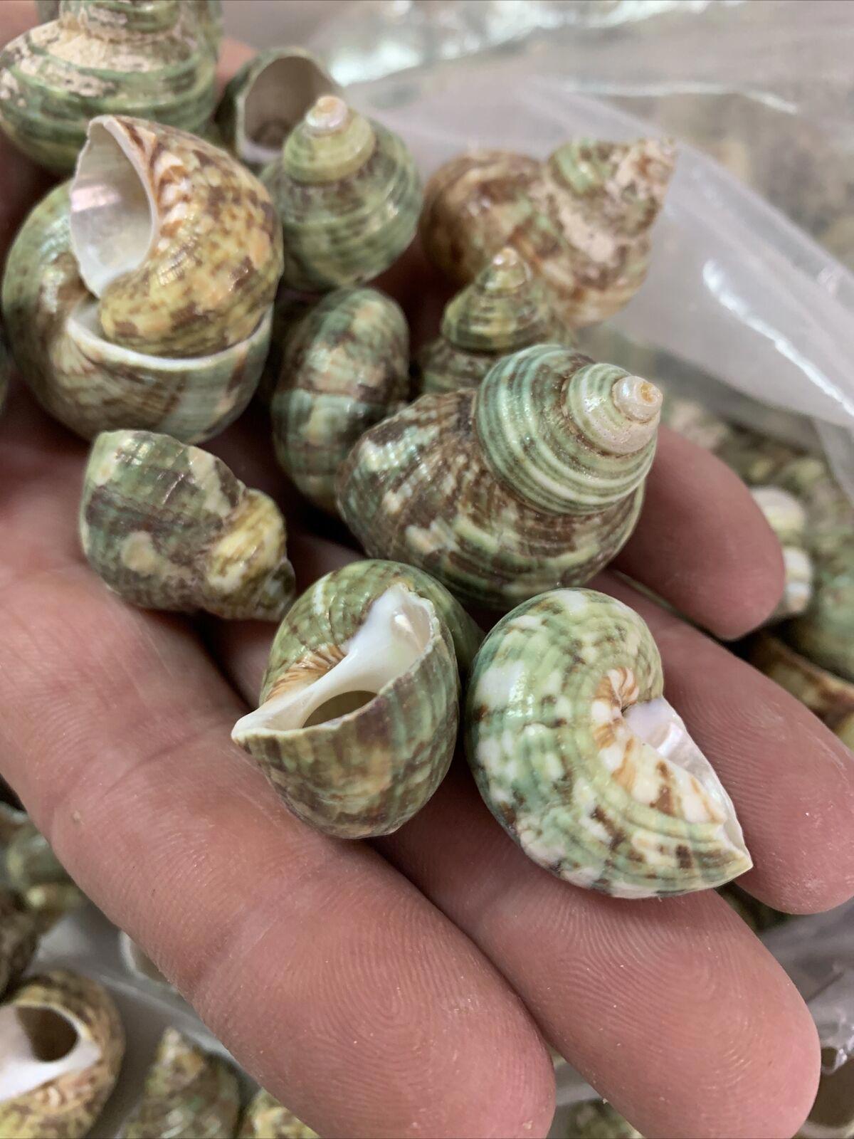 Natural Sea Shells 2 Pounds of Clean Very pretty green colored