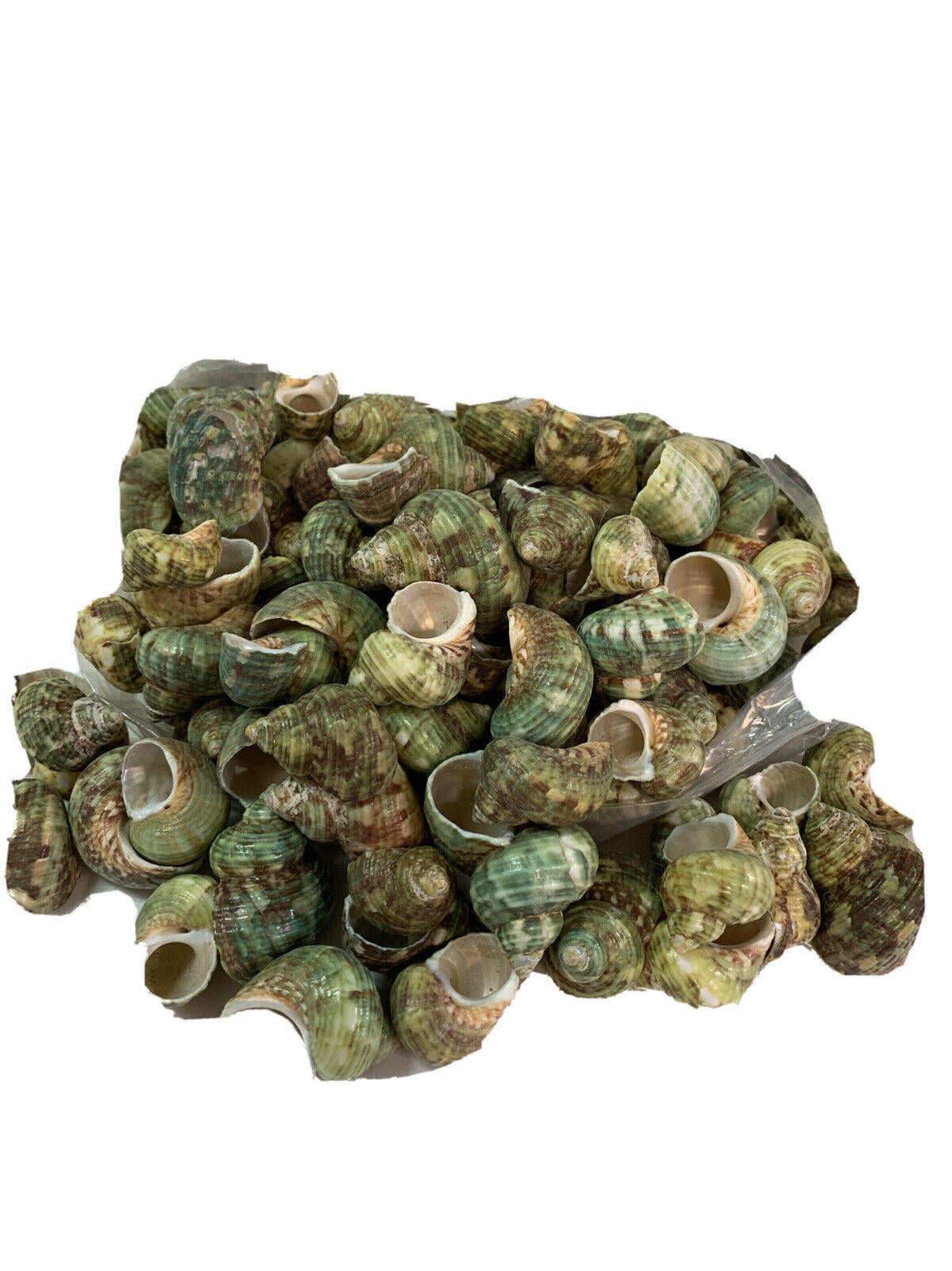 Natural Sea Shells 2 Pounds of Clean Very pretty green colored