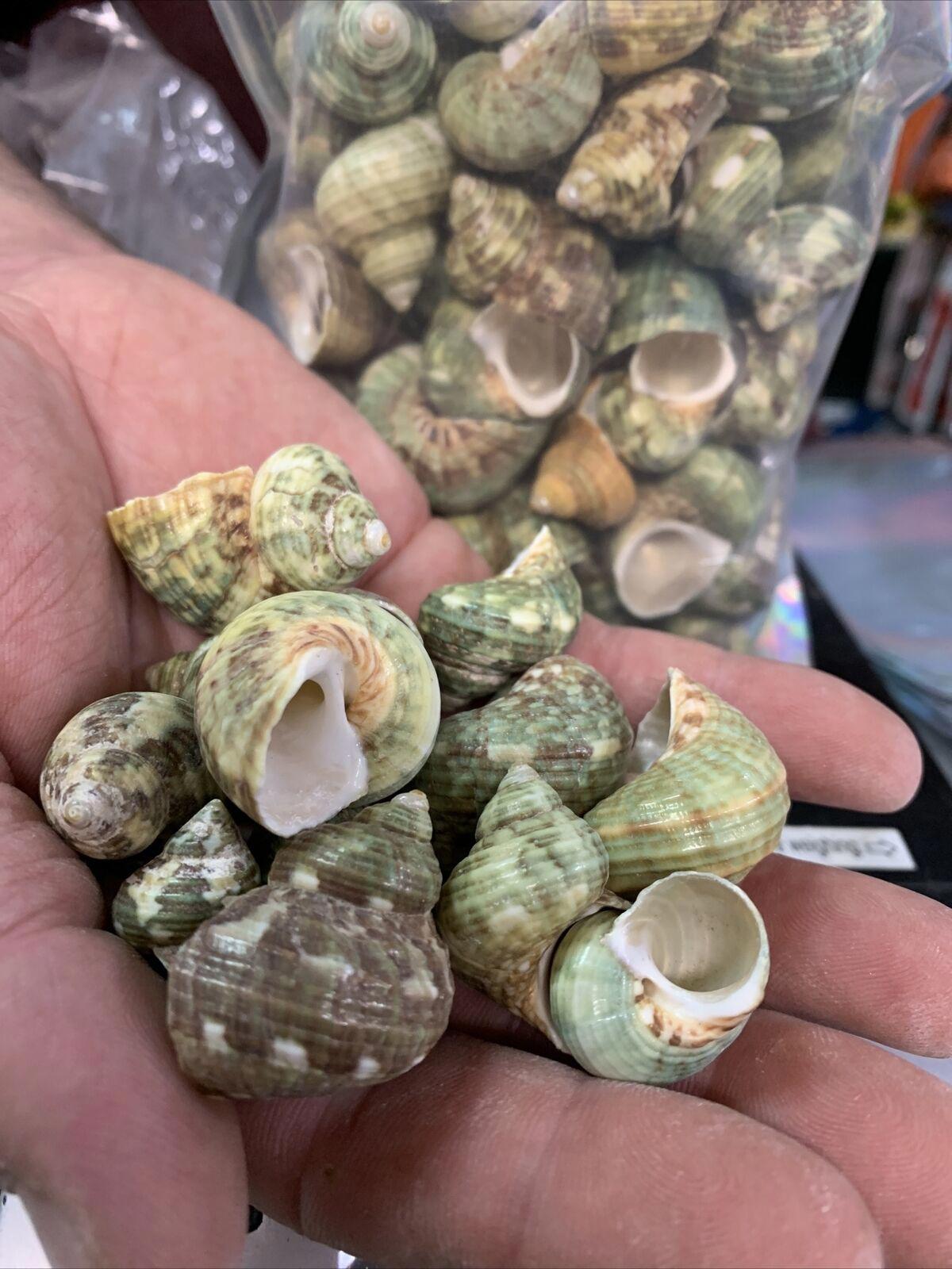 Aquarium Shell Decor  8 Pounds
