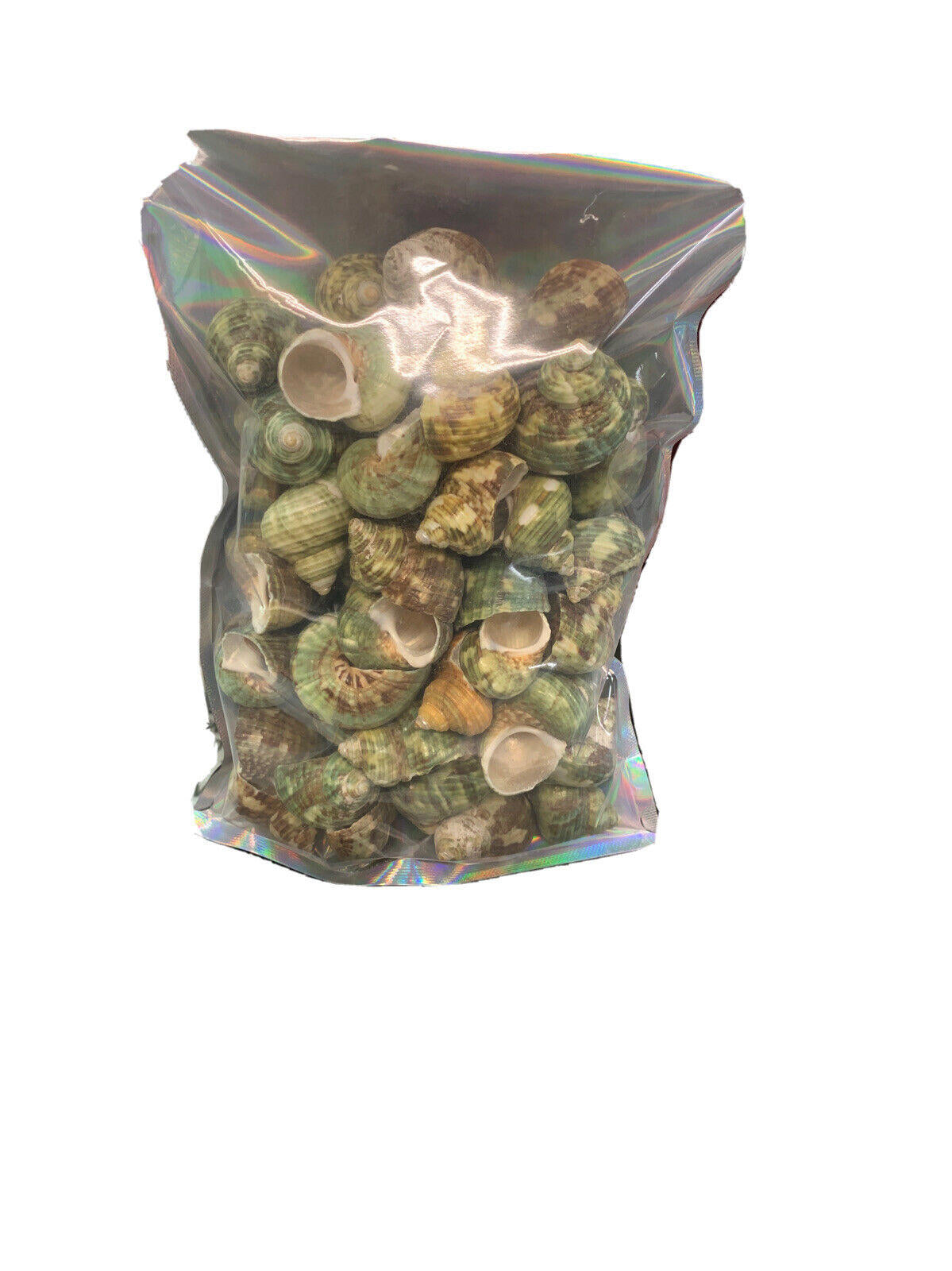 Aquarium Shell Decor 1#