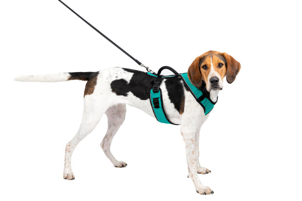 Petsafe Easysport Harness Teal Lg