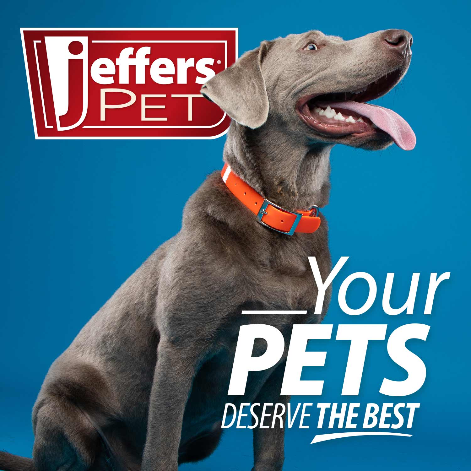 Jeffers Pin Brush for Pet Grooming