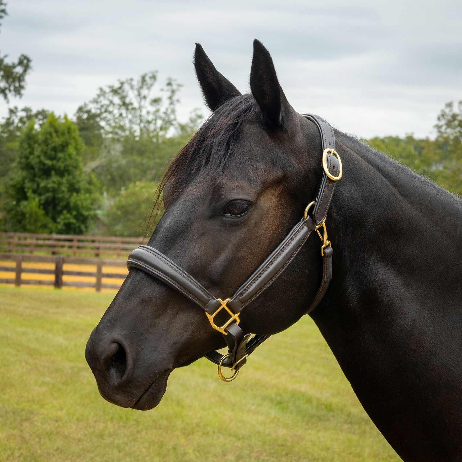 Jeffers Softie Padded Leather Halter for Horses