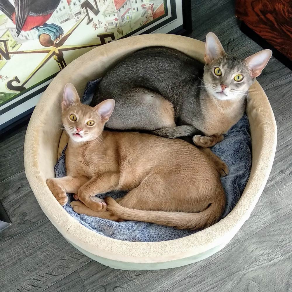 K&H Pet Products Thermo-Kitty Bed Indoor Heated Cat Bed – Safe, Energy Efficient & Washable