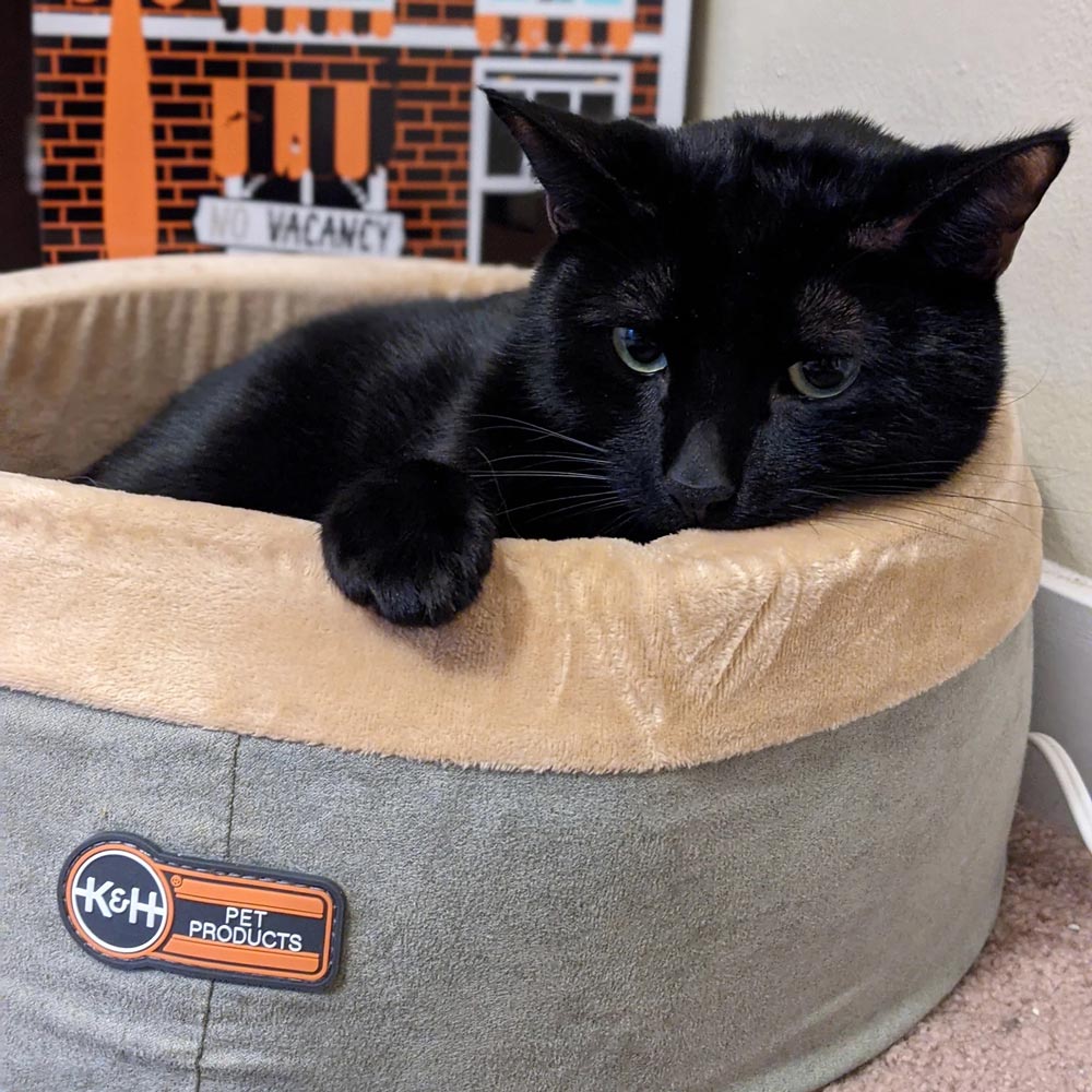 K&H Pet Products Thermo-Kitty Bed Indoor Heated Cat Bed – Safe, Energy Efficient & Washable