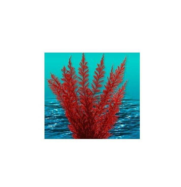 Nature's Image: Aquafern Medium, Freshwater 6" Red, Green or Rainbow Decor