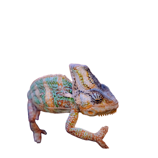 ReptiChip Breeder Block - Coconut Chip Reptile Substrate 72qt
