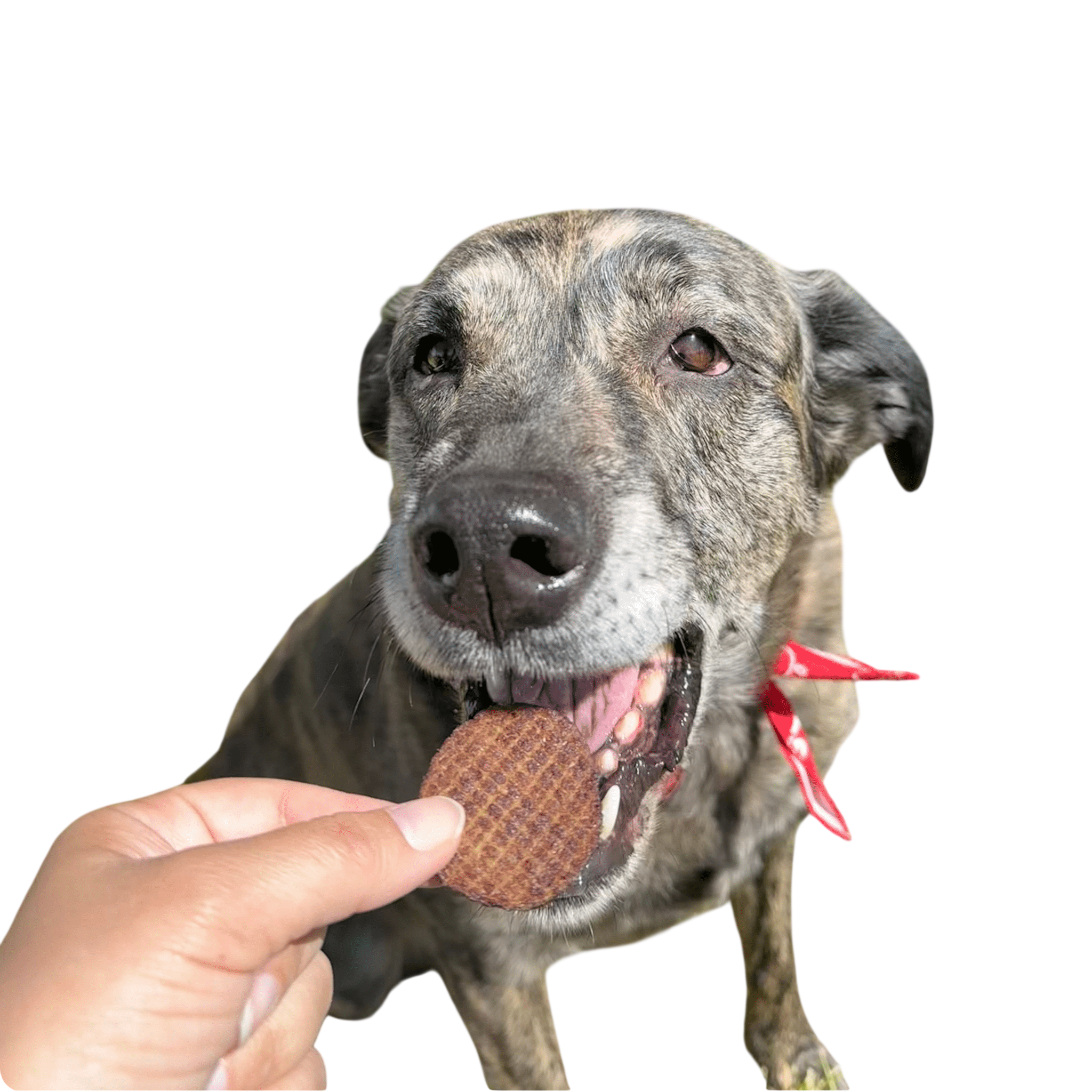 Beef Chips Dog Treats | Single-Ingredient Healthy Treats for Dogs