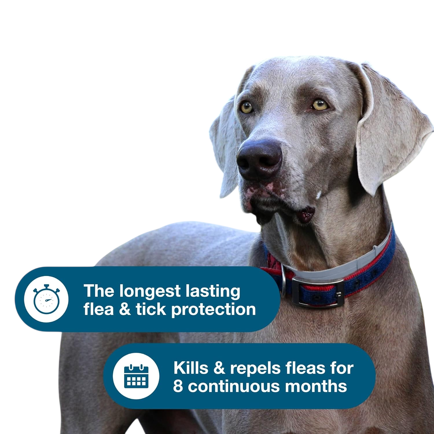 Seresto Flea & Tick Dog Collars
